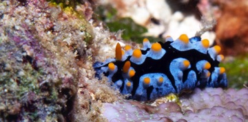 Nudibranch
